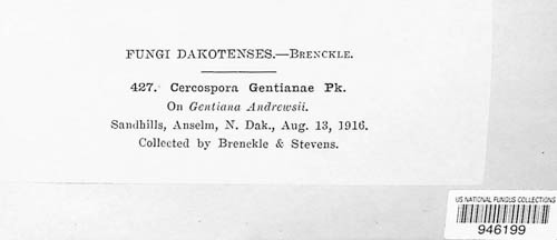 Passalora gentianae image